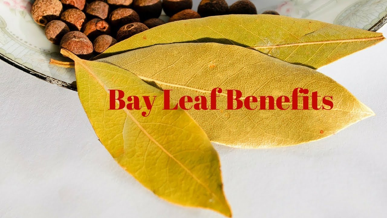 Bay Leaf Benefits(2018) Bay Leaves Health Benefits(2018)Health Pal