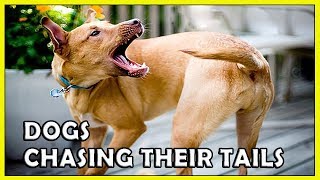 Funny Dogs Chasing Their Tails 2018 HD FunnyCat