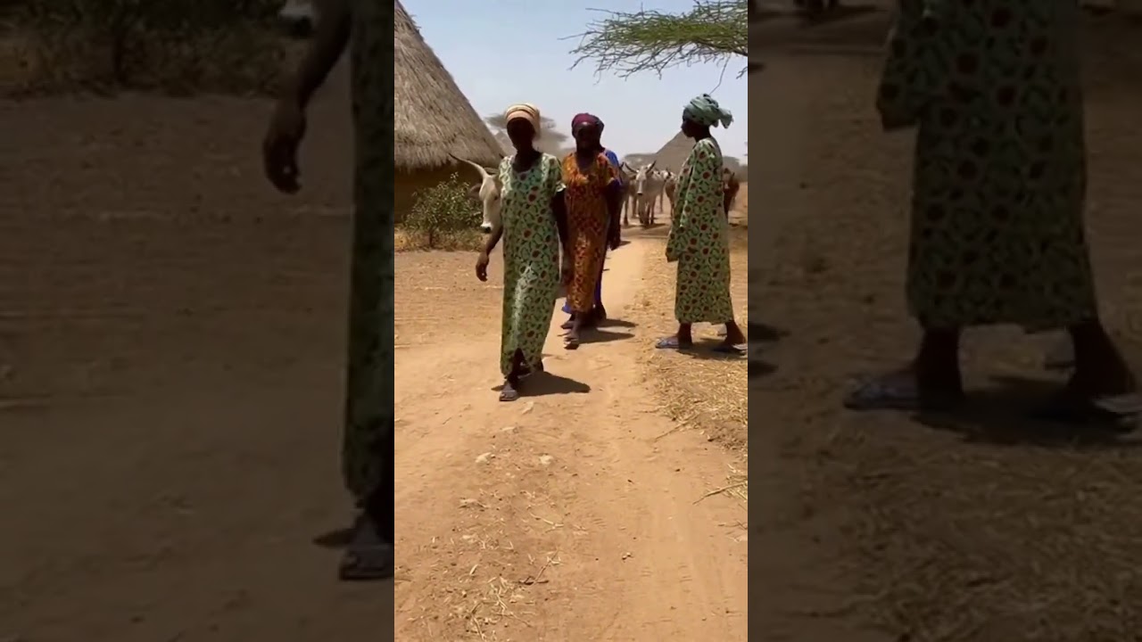 women pull child off path as cattle pass