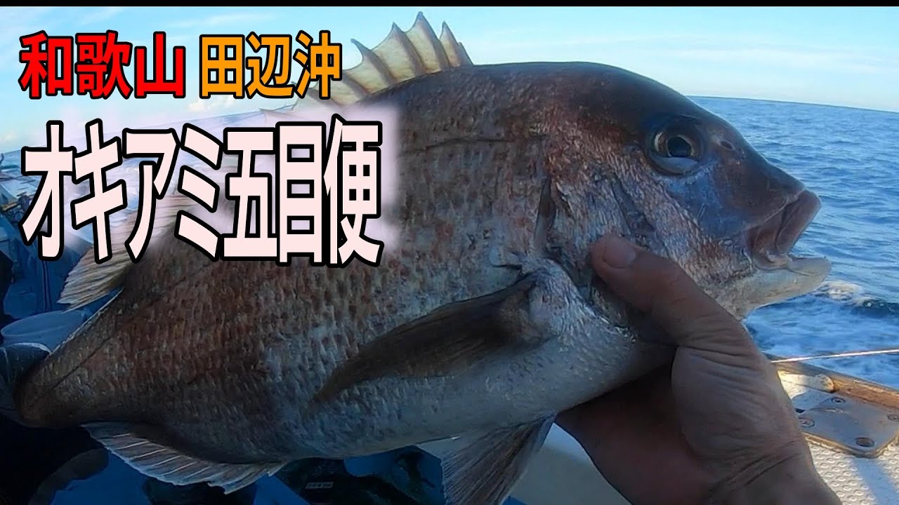 《和歌山・貴丸》【絶対美味しい！脱走真鯛】和歌山・田辺沖のシマアジ狙いのオキアミ五目便　2023 9 3オキアミ五目