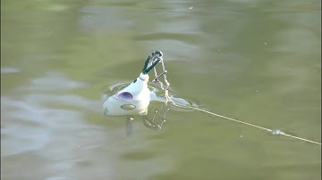 Nhái hơi F68 nổi 90%