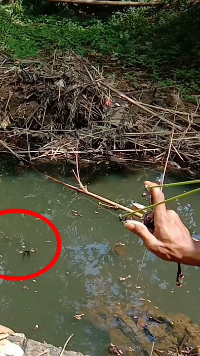 Ketapel ikan gabus slingshot fishing