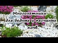 ➔МНОГОЛЕТНИКИ ДЛЯ БЕДНЫХ и ПЕСЧАНЫХ ПОЧВ