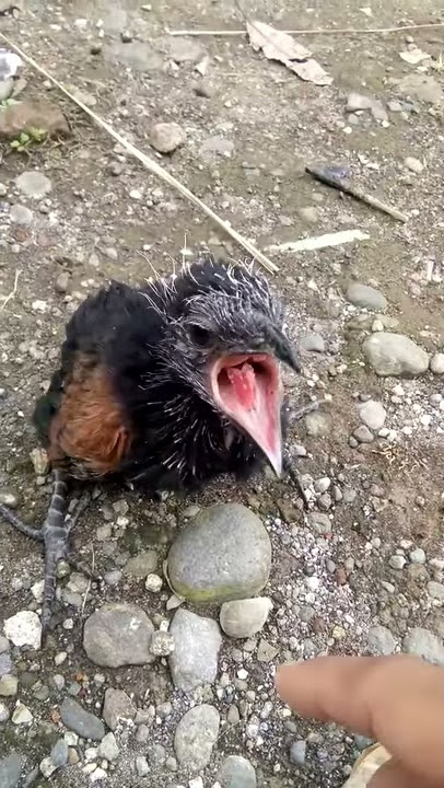 Berisiknya Suara Anakan Burung Bubut Jawa