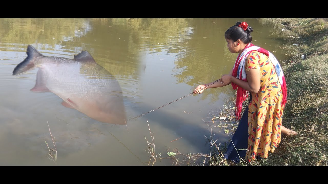 Unbelievable💯Chicken Fish Trap big Pomfret Fish Catching