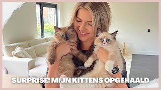 MIJN FAMILIE & VRIENDEN VERRASSEN MET MIJN KITTENS… vierde verhuisvlog ࿎ Jade Anna