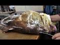 1,000,000円高級魚を捌く青年 How to prepare huge Longtooth grouper