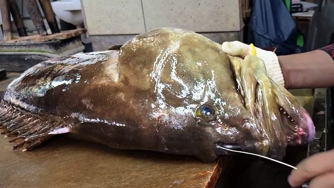1,000,000円高級魚を捌く青年 How to prepare huge Longtooth grouper
