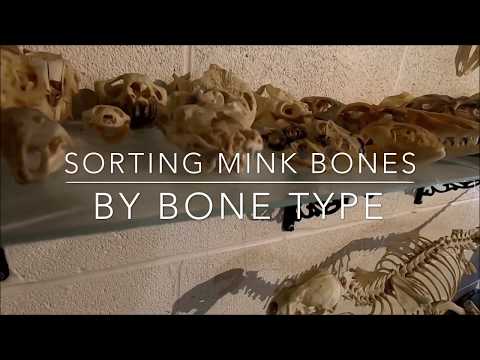 Sorting Mink bones