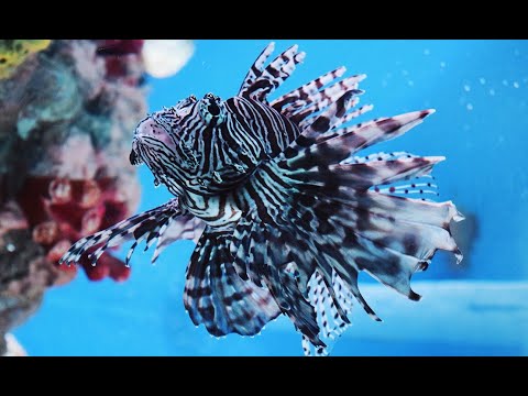 Video: Adakah lionfish dan scorpionfish sama?