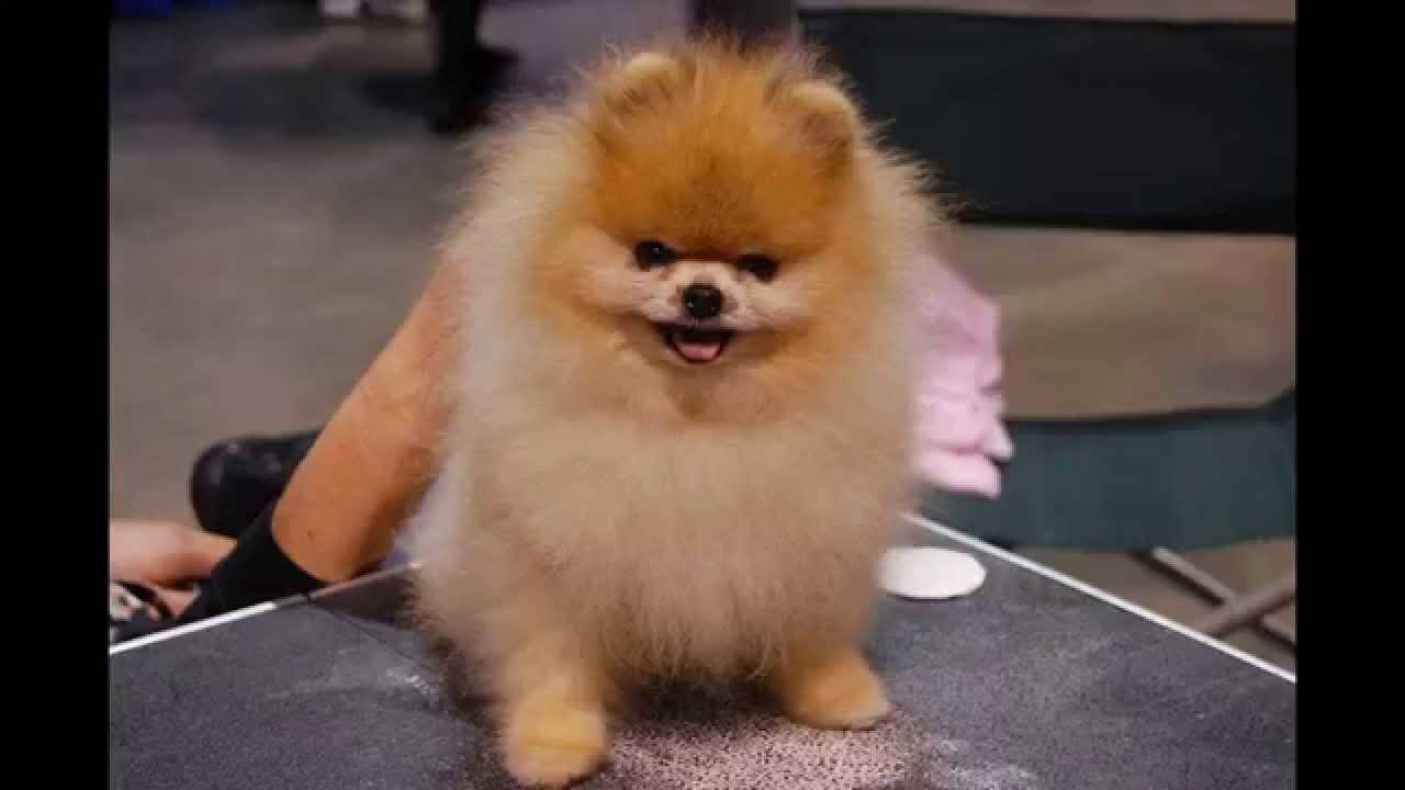 Gambar Hd Anjing Aneh Unik Lucu Sedunia Curious Dogs Arround World Gambar Hd Anjing Aneh Unik Lucu Sedunia Curious Dogs Arround World