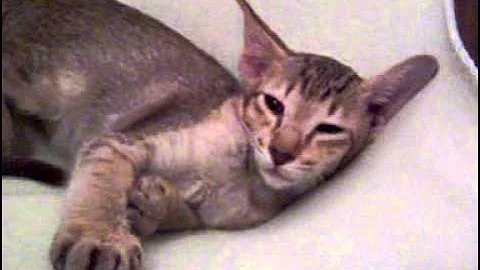 Video 11676481: tabby oriental, oriental kittens, tabby girl, kittens cattery, haired kitten, kittens born, kitten adoption