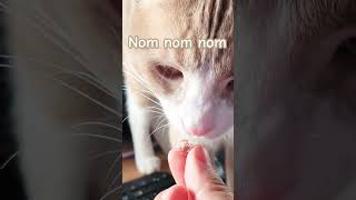 Happy Cat Is Full Cat