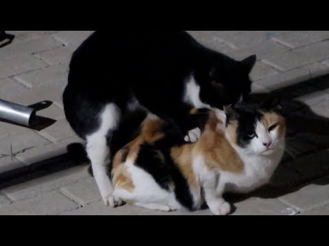 Video: Barrera Sexual Para Gatos Y Gatos: La Composición Y Mecanismo De Acción De Los Antisex, Contraindicaciones Y Efectos Secundarios, Costo, Análogos, Revisiones