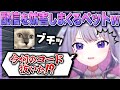 配信中のビブー VS かまってほしいペット猫【ホロライブEN翻訳切り抜き/古石ビジュー】