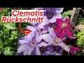 Clematis Rückschnitt Im Herbst Winter Welche Schnittgruppen Müssen Wann Geschnitten Werden