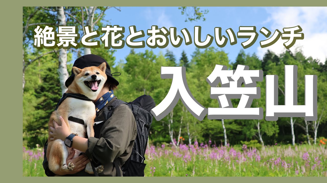 【犬連れ登山】絶景パノラマと花咲く湿原 夏の入笠山へ日帰り登山（長野）