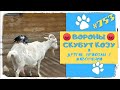 ВОРОНЫ 😲 СКУБУТ КОЗУ 🐐 и другие Приколы с Животными 🐾 Funny Animals #753