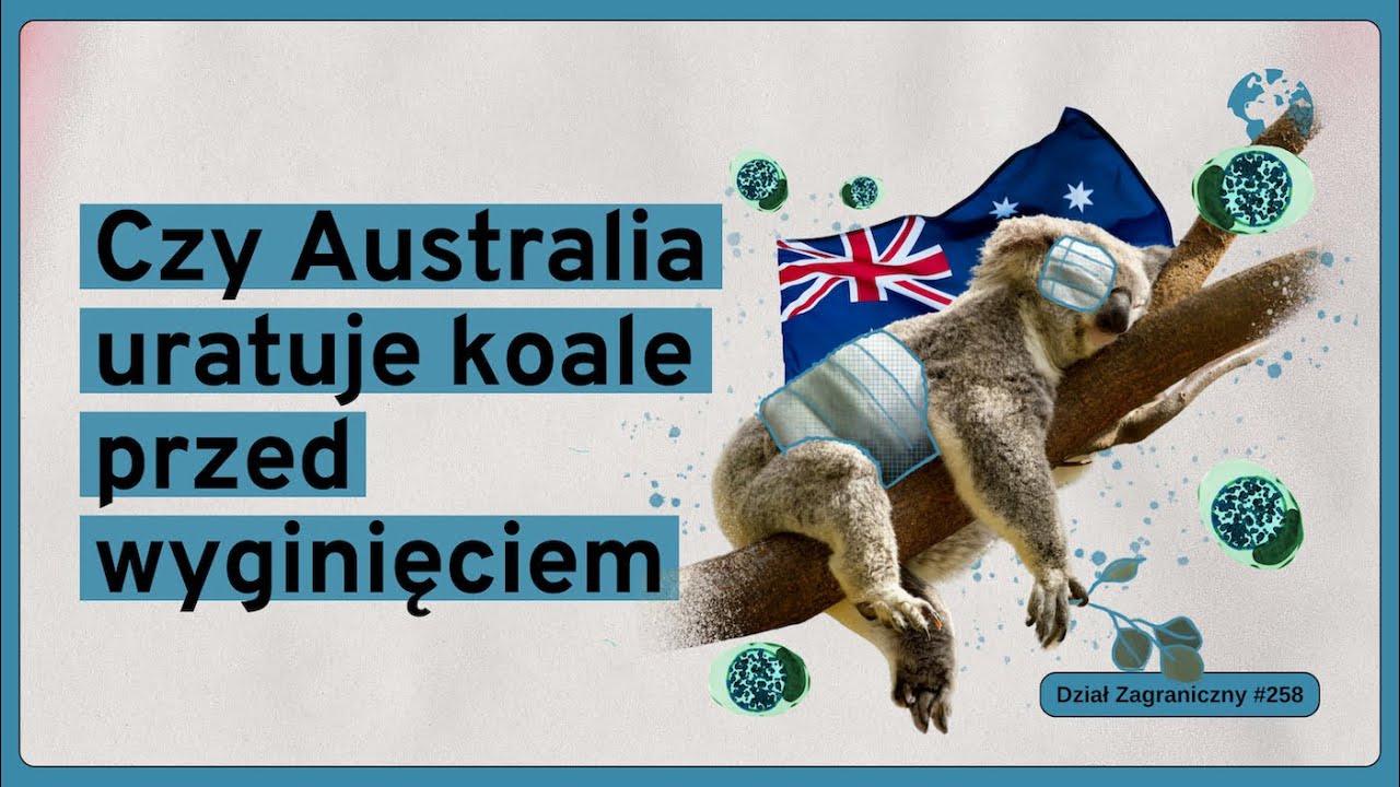 Czy Australia uratuje koale przed wyginięciem (Dział Zagraniczny Podcast