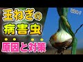 #10.【写真あり】玉ねぎの病害虫！原因と対策！実際の写真を見ながら解説します！