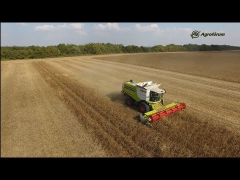 Videó: Árpa sörfőzéshez: Hogyan termessünk és szüreteljünk be malátázott árpát