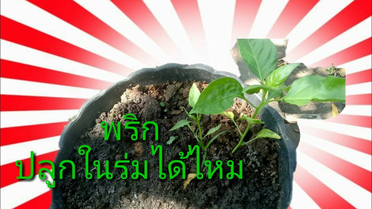 แนะนำพืชlผักที่สามารถปลูกในร่มได้lสำหรับคนมี่พื้นที่น้อยEP. 1lแม่จอยโชว์