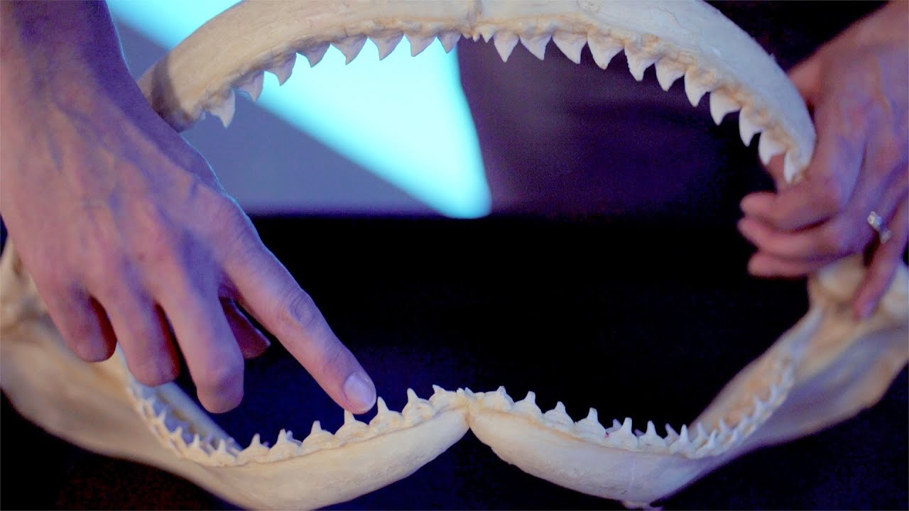 Shark Teeth YouTube