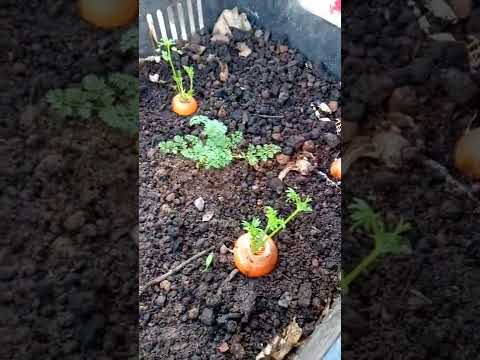 Vídeo: O que é uma árvore de cenoura - Aprenda a plantar árvores de cenoura em jardins