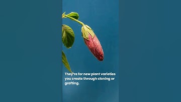 Protecting Your Ideas: Why Patents Are a Powerful Tool