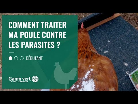 Vidéo: Comment savoir si mes poules ont des puces ?