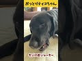 【ASMR おっとりティコちゃん29】キジの首ジャーキーをじゃがりこのように食べるおっとりティコちゃんの咀嚼音/Raw Feeding Dogs asmr #shorts #爆速レミちゃん #asmr