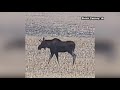 Moose on the loose in iowa