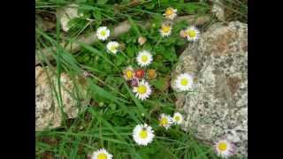 BAHAR BAYRMINDA DOĞA......wmv