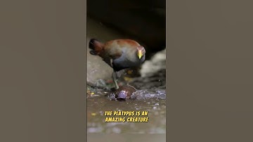 Platypus Venom! 😲🦐🤐