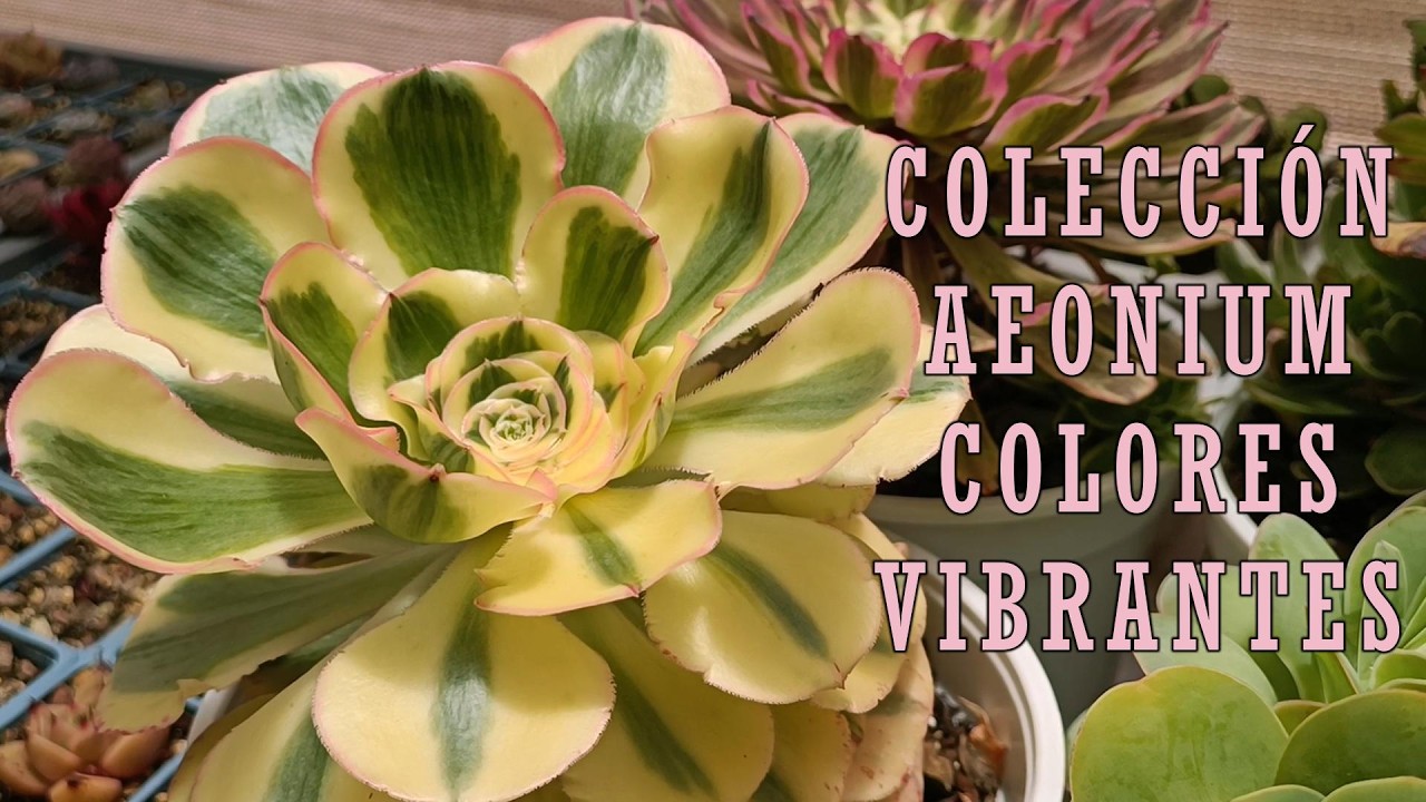 Colección aeonium, déjate envolver con sus colores intensos #suculentas #villalindura #aeonium