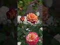 오늘을 지나는 🌹 #자연감성 #nature #도시와자연