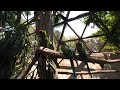 Guacamayas en realidad virtual | Zoológico de Guadalajara | Episodio #8