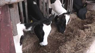 Amazing Agro-Farm Video
