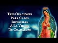 3 oraciones para pedir milagros para causas imposibles a la virgen de guadalupe