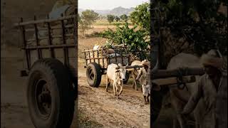 The farmer's mercy for Pet | Kindness for All | Mission Knowledge Academy