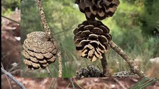 Лес грибы 17 01 25