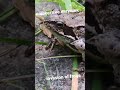 invasion of frogs / нашествие лягушек