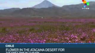 Chile: Atacama Desert in Bloom