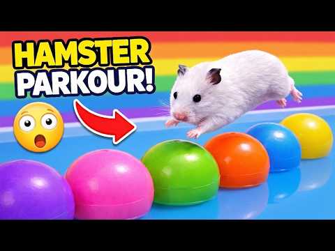 Hamster Parkour Across Colorful Obstacles! 🐹🌈