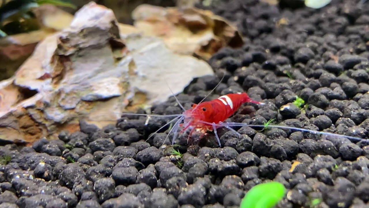 Red Ruby Karides 🦐 Shrimp YouTube