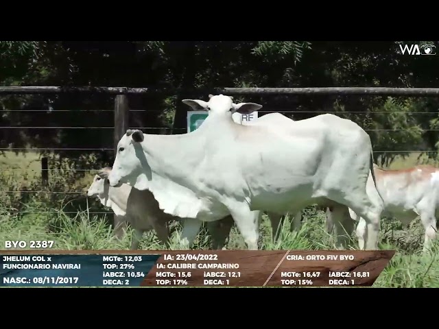 lote 35   byo 2198,2387 1080p