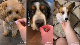 Give your dog imaginary treats until they realize | TikTok