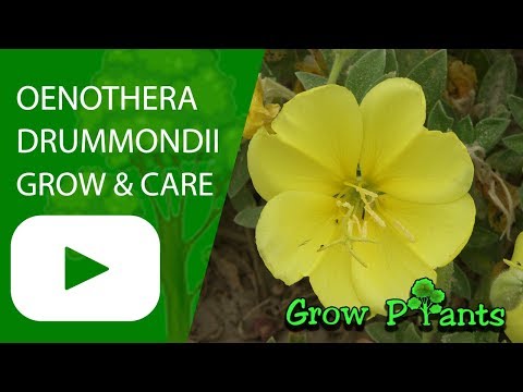 Oenothera drummondii - grow and care