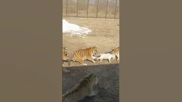 نمر يفترس خروف صغير 