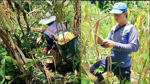 Ntais pob kws tau coj los pub qaib os